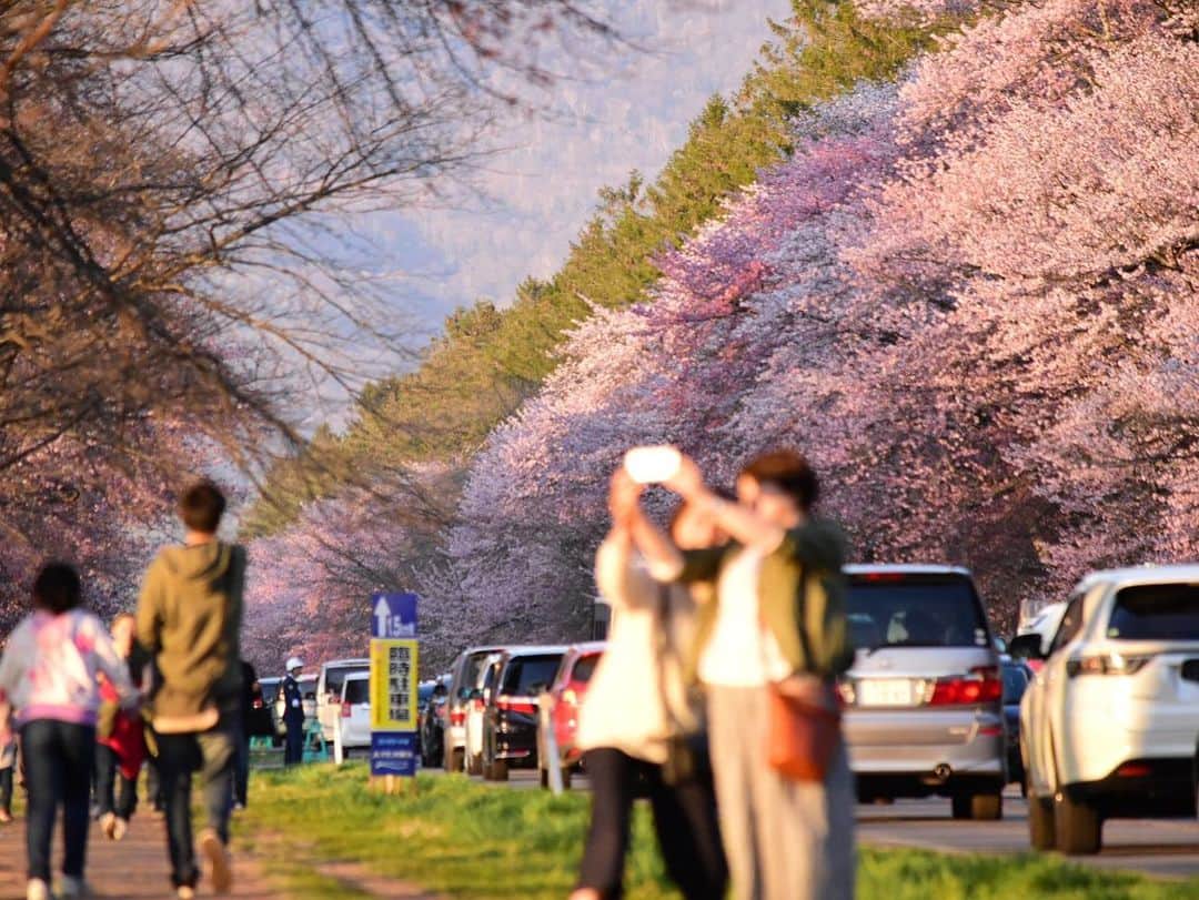 堀内大輝さんのインスタグラム写真 - (堀内大輝Instagram)「初投稿です！ GWも明けまして、みなさまいかがお過ごしですか？ 桜の写真を撮りたいと思い、連休の1番混んでいる時に静内に行ってきました🌸 ついいい気分になって桜だけで200枚以上シャッターを切ってしまい、もう整理が大変。これあるあるですよね？ 中から桜のベストショットをいくつか！ あ、ベストって普通１枚？選べない。 . 公式Instagram始めました！ よろしくお願いします🙇‍♂️ .  #桜 #静内 #二十間道路 #写真 #一眼レフ #cherryblossom #ベストショットはまだまだあるので後ほど載せますね #いやだからそれはベストではないんだって #写真整理 #が大変 #HBC #北海道放送 #アナウンサー #堀内大輝 @hbc_announcer  @hbc_kyodoki」5月8日 11時54分 - hbc_daikihoriuchi