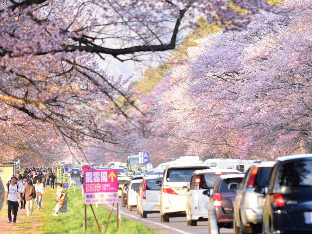 堀内大輝さんのインスタグラム写真 - (堀内大輝Instagram)「初投稿です！ GWも明けまして、みなさまいかがお過ごしですか？ 桜の写真を撮りたいと思い、連休の1番混んでいる時に静内に行ってきました🌸 ついいい気分になって桜だけで200枚以上シャッターを切ってしまい、もう整理が大変。これあるあるですよね？ 中から桜のベストショットをいくつか！ あ、ベストって普通１枚？選べない。 . 公式Instagram始めました！ よろしくお願いします🙇‍♂️ .  #桜 #静内 #二十間道路 #写真 #一眼レフ #cherryblossom #ベストショットはまだまだあるので後ほど載せますね #いやだからそれはベストではないんだって #写真整理 #が大変 #HBC #北海道放送 #アナウンサー #堀内大輝 @hbc_announcer  @hbc_kyodoki」5月8日 11時54分 - hbc_daikihoriuchi