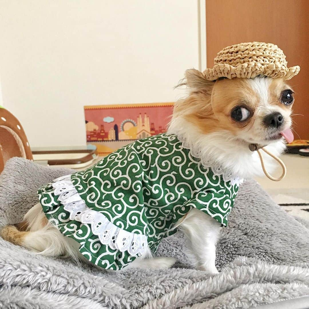 ちまさんのインスタグラム写真 - (ちまInstagram)「ootd🐶👗👒💚 ＊ GW中の嬉しいサプライズ✨ @montjiro くんと @fumi110 さんから 素敵なお洋服の贈り物が🐶💚 ・ このレディな唐草ワンピ&帽子のコーディネート かわいすぎませんか？👗👒💕 お花みたいな帽子をちっちゃな頭にのせてる 後ろ姿がツボでずっと眺めていたい...🤤💕 ・ 早くこれ着て紋くんとのユニット KRK02の撮影大会したいな🐶📷笑 ・ 採寸したわけでもないのに こんなにデザインにこだわって ぴったりちまサイズに作って下さったふみさんの お心遣いやセンスに感激です😭❤️ 本当にありがとうございました🙏✨ ੯•́ ੇᎮ ੯•́ ੇᎮ ੯•́ ੇᎮ ੯•́ ੇᎮ ੯•́ ੇᎮ ੯•́ ੇᎮ #chima #ちま #チワワ #chihuahua #ชิวาวา #ふわもこ部 #PECOいぬ部 #sniffandbarkens #WeeklyFluff #cutepetclub #doggy_lovings #KRK02 #唐草 #ootd #dogsfashion #handmade」5月8日 11時48分 - chima.chihuahua