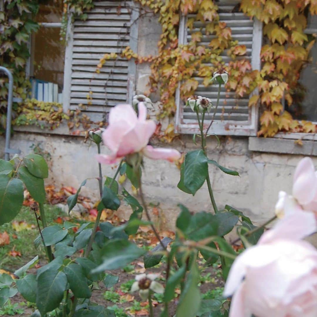 小林エリカさんのインスタグラム写真 - (小林エリカInstagram)「The Garden Antoine Henri Becquerel Paris, France 庭 アンリ•ベクレル、パリ、フランス 2017 #garden #mariecurei  #becquerel #paris」5月8日 12時03分 - erikakobayashiek