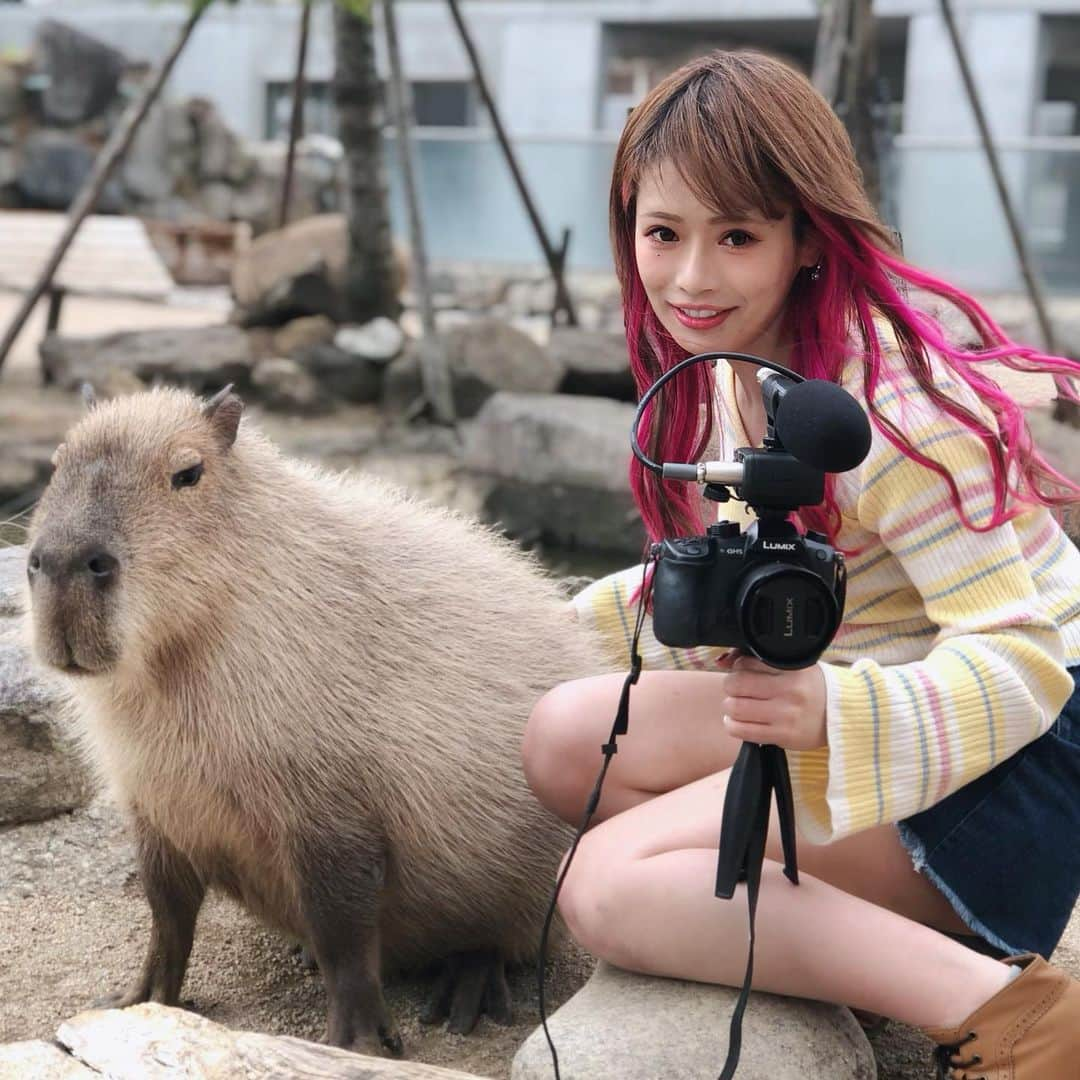 大森砂奈のインスタグラム：「GWの思い出✨✨✨ 念願の那須どうぶつ王国に 行ってきたよーーー！！！🧡 生カピ可愛いすぎた🥺✨✨✨ . 最近ずっと寝る前とかにYouTubeで カピバラ検索して見てたから 早いうちに行けてよかったなー⭐️ . カピバラさんとカピバラさん！📷 私ね、初めてどぅに会ったときから 動物に例えたらカピバラに似てると思ってて 横に並んだらやっぱり似てるなあ〜と 思うんだけどみんなはどうですか？？？😇（特に4枚目） . #さなっち#栃木県YouTuber #マルチクリエイター #那須どうぶつ王国#カピバラ」