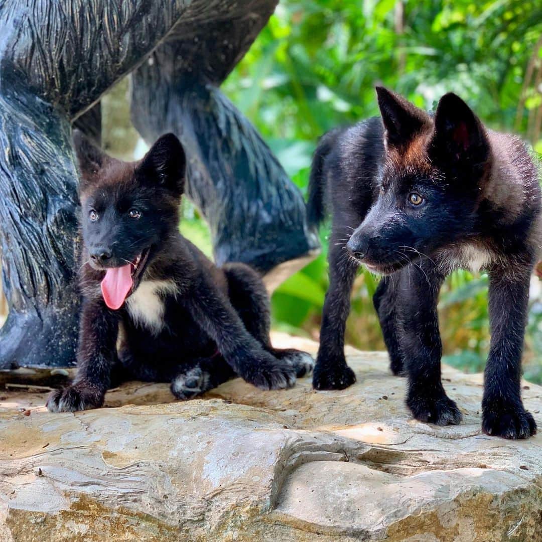 Zoological Wildlife Foundationさんのインスタグラム写真 - (Zoological Wildlife FoundationInstagram)「Nymeria and Sansa, our Timber Wolf pup girls 🐺 🐺 . #wolf #timberwolf #wolfpup #conservationthrougheducation #zwf #zwfmiami」5月8日 3時58分 - zwfmiami
