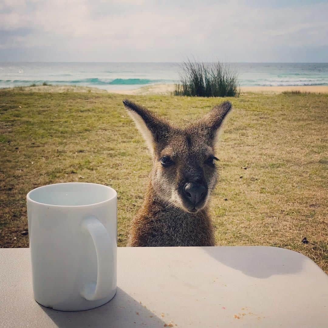 Australiaさんのインスタグラム写真 - (AustraliaInstagram)「But first, coffee ☕ As you can see in this shot by @jasminmye, the cheeky roos at @beachcomberholidaypark sure know how to start the day the right way! 😉 This beachfront holiday spot is located in the beautiful @eurobodalla region, a part of @visitnsw’s south coast that's packed with unique #wildlife experiences. You could bump into an emu strolling along the beach at Bodalla, Tuross Head or #PotatoPoint, see dolphins catching waves at any of the region's 83 beaches, spot fur seals basking in the sun at Narooma - or even snorkel with them at Montague Island!  #seeaustralia #NewSouthWales #eurobodalla #wildlife #nature」5月8日 4時00分 - australia