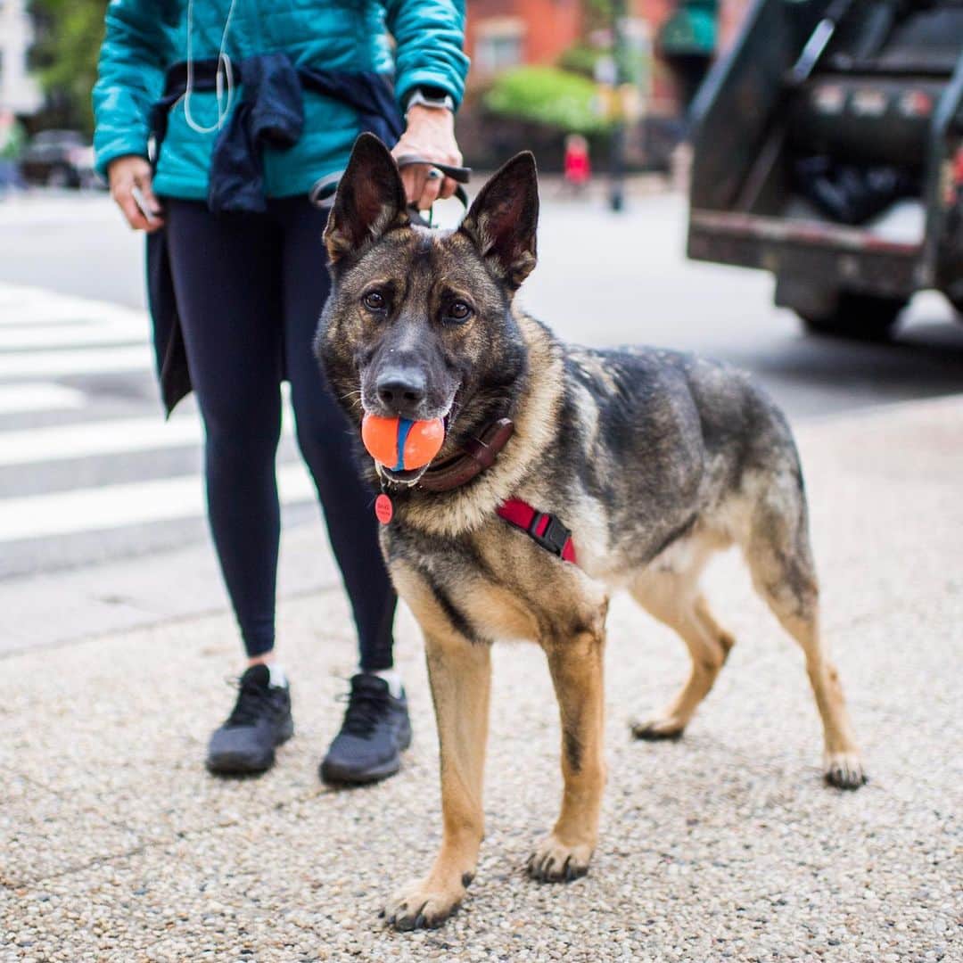 The Dogistさんのインスタグラム写真 - (The DogistInstagram)「Balas, German Shepherd (6 y/o), Carl Schurz Park, New York, NY • “He’s ex-military. He hurt his back on a mission and we adopted him.”」5月8日 4時52分 - thedogist