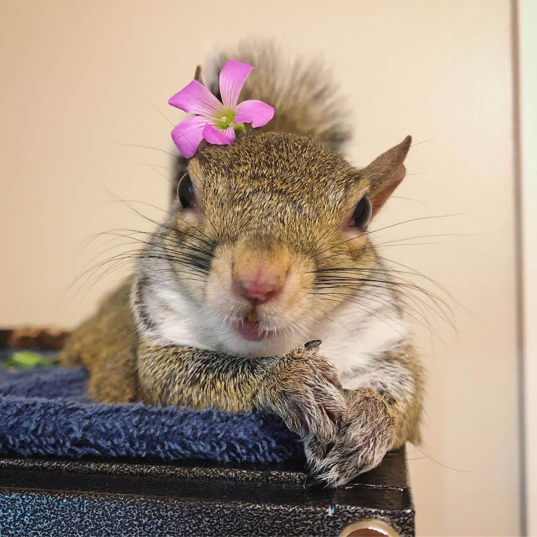 Jillさんのインスタグラム写真 - (JillInstagram)「🌸 All smiles after snack time. . #petsquirrel #squirrel #squirrels #squirrellove #squirrellife #squirrelsofig #squirrelsofinstagram #easterngreysquirrel #easterngraysquirrel #ilovesquirrels #petsofinstagram #jillthesquirrel #thisgirlisasquirrel #flower #pinkflower #squirrelsmiling」5月8日 5時05分 - this_girl_is_a_squirrel