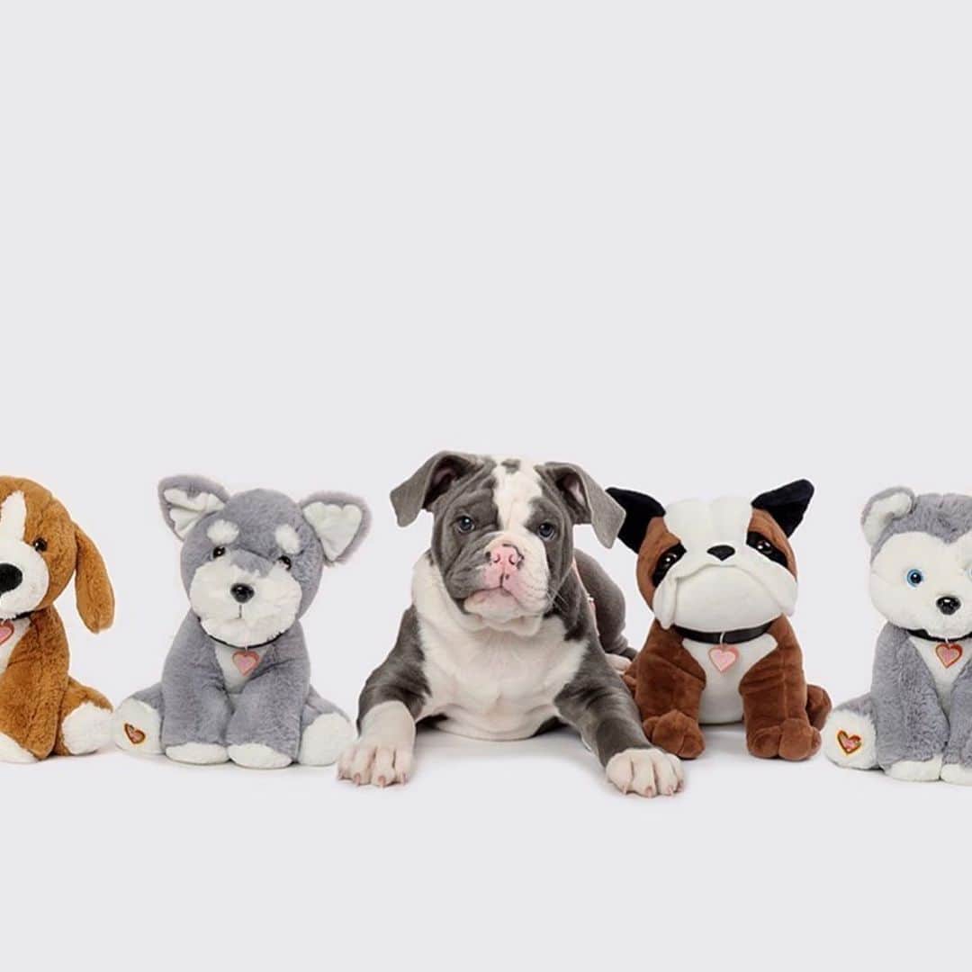 Bodhi & Butters & Bubbahさんのインスタグラム写真 - (Bodhi & Butters & BubbahInstagram)「Want to help RESCUE BULLDOGS?!?! Of course you do💁🏼‍♀️ because you’re #amazing 💕 order your @myfurbabysheartbeatbear, use code BULLDOGLOVE and 30% of the proceeds will go to @roadogs 🐾🎉🐶 THIS ENDS MAY 10TH so don’t wait!!! Together we can save all the #babies 🐾 . . . . #bulldog #dogsofinstagram #rescuedog #adoptdontshop #bestoftheday #love #puppy #cute #smile #positivevibes」5月8日 5時21分 - keonistuff