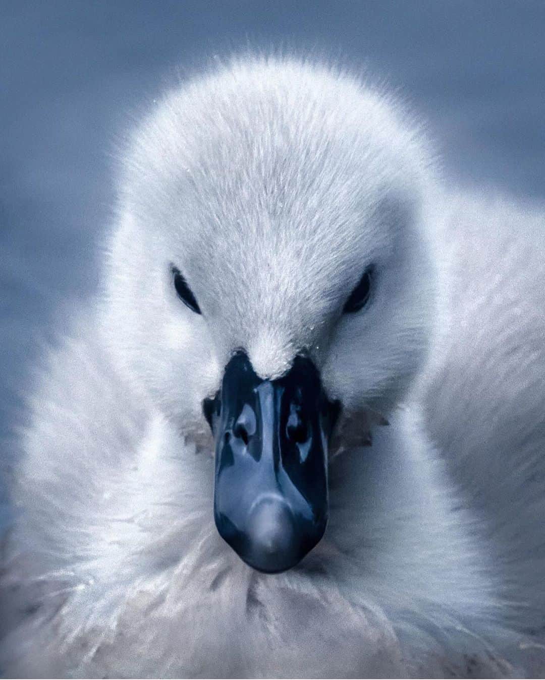@LONDON | TAG #THISISLONDONさんのインスタグラム写真 - (@LONDON | TAG #THISISLONDONInstagram)「Stunning shot of a #cygnet in #RichmondPark by the ever-so-impressive @ottoberkeley 😍😍😍 // #thisislondon #londonparks #richmond」5月8日 5時14分 - london