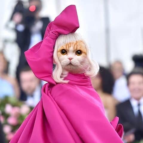 ELLE Magazineさんのインスタグラム写真 - (ELLE MagazineInstagram)「Someone get this cat an Oscar! #regram @waffles_the_cat #MetGala」5月8日 5時29分 - elleusa