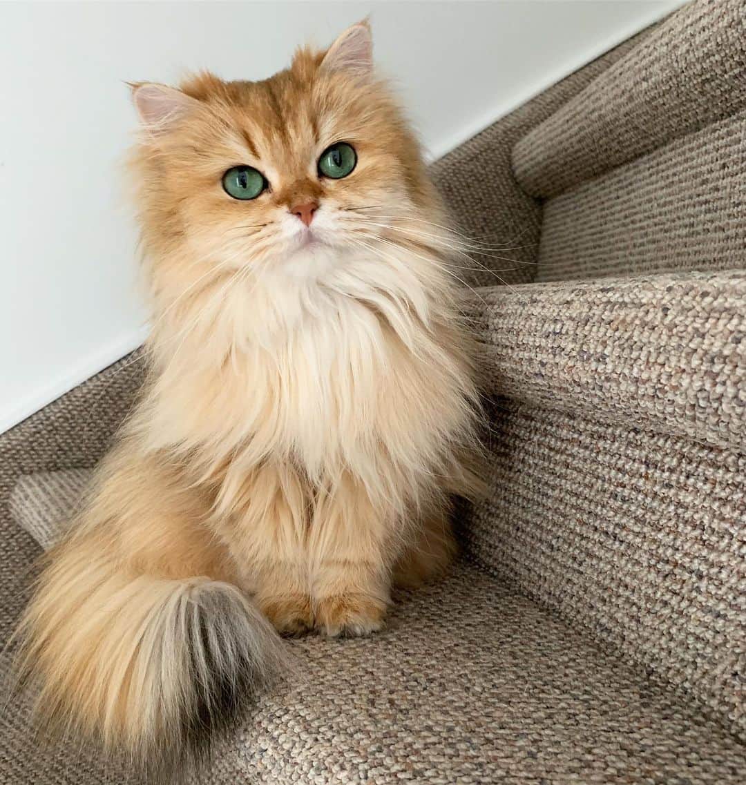 Smoothieさんのインスタグラム写真 - (SmoothieInstagram)「I’m with you every step of the (stair)way.」5月8日 5時34分 - smoothiethecat