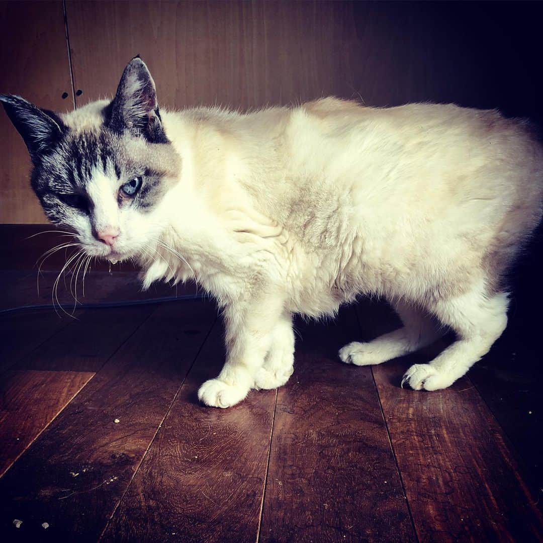 町田康さんのインスタグラム写真 - (町田康Instagram)「君は猫だから大丈夫だ。」5月8日 6時05分 - inunekosonota