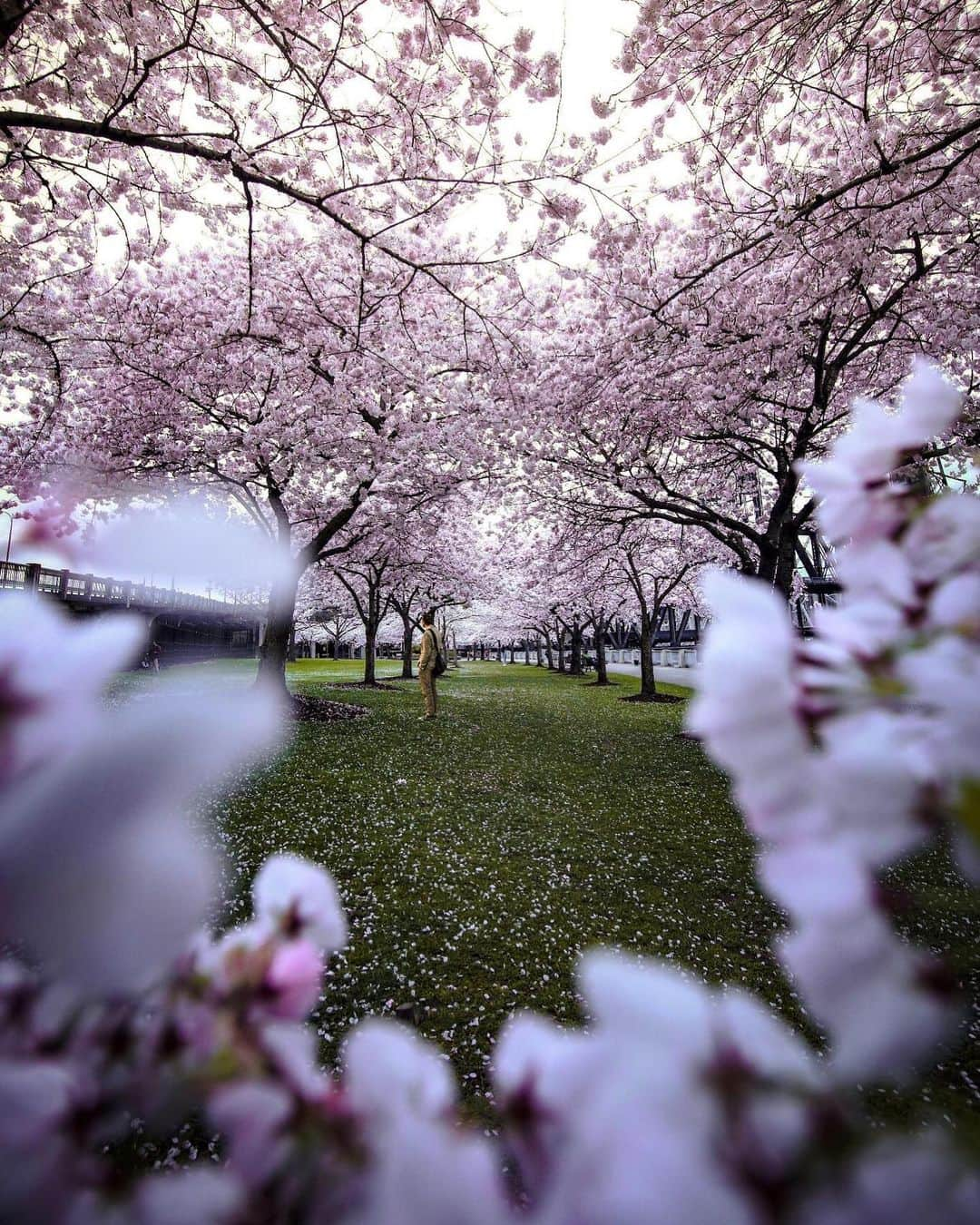 CANON USAさんのインスタグラム写真 - (CANON USAInstagram)「"The trees have blossomed in Portland so I went down to the waterfront to take some photos of the cherry blossoms." #MyCanonStory  Photo Credit: @Marshallpnw Camera: #Canon EOS 5D Mark III Aperture: f/5.6 ISO: 1000 Shutter Speed: 1/125 sec」5月8日 6時14分 - canonusa