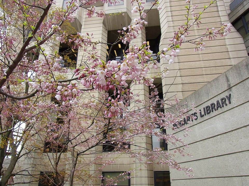 LifeTorontoさんのインスタグラム写真 - (LifeTorontoInstagram)「LTスタッフ、５月４日(土)にトロント大学で桜を見てきたので、写真でシェア。⠀⠀ そのときはまだ１部咲きといった感じでしたが、ココ数日は天気も良かったので、これからの開花が楽しみですね。今だけの桜鑑賞、たっぷり楽しみましょう！⠀⠀ トロントで楽しめる桜スポット４ヶ所を紹介した過去の記事もぜひチェックくださいね。⁣@lifetoronto.jp のプロフィールに記載👆🏼URLのリンク先からチェックするとこの記事のページへ飛びます。⁣⠀⁣⠀⠀ ⁣⠀⠀ ⁣.⁣⁣⠀⠀ .⁣⠀⁣⠀⠀ .⁣⠀⁣⠀⠀ #桜 #海外 #カナダ #トロント #トロントライフ #トロント生活 #トロント在住 #カナダ生活 #カナダ在住 #カナダライフ #海外生活 #海外暮らし #海外移住 #海外育児 #海外子育て #英語 #留学 #海外留学 #トロント留学 #カナダ留学 #ワーホリ#ワーキングホリデー #カナダワーホリ #トロントワーホリ #ワーホリ生活 #海外出張 #海外就職 #駐在生活 #駐在 ⁣#カナダ好きな人と繋がりたい ⁣⠀⠀」5月8日 6時34分 - lifetoronto.jp