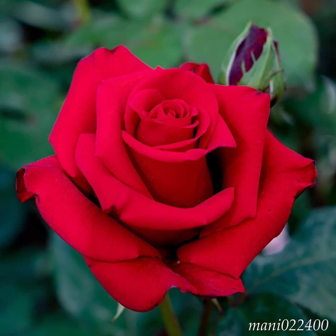 mani022400のグルメインスタ