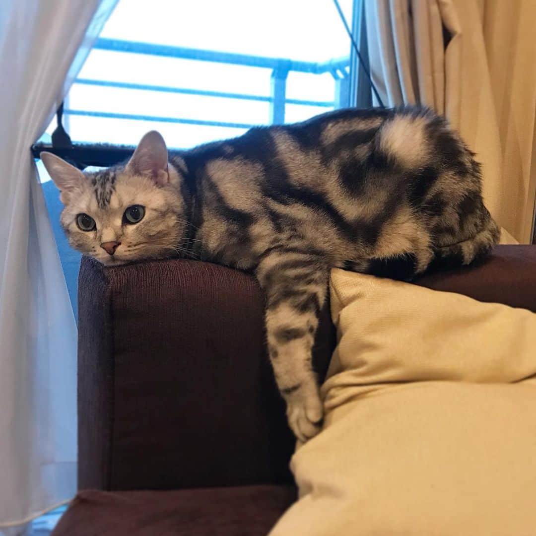 Alain アランさんのインスタグラム写真 - (Alain アランInstagram)「Good morning! Bonjour! My fav position. On the arm of the sofa 🛋 , on the scratcher. * おはようございますにゃん! お気に入りのポーズ。 ソファ🛋のアームでも、スクラッチャーの上でも！ * #minotti #healthype  #catstagram #cat_features  #topcatphoto #cutepetclub #catsofinstagram #ig_catclub #cats_of_world #meowsandwoofs #meowvswoof#nc_cuties #excellent_cats #catstocker  #bestmeow #magnificenteowdels#bestcats_oftheworld#INSTACAT_MEOWS #peco #スタペグラム#animalsco#mofmo#igersjp#みんねこ#ふわもこ部#ビューティープロコンテスト @beautypro_contest #lovelycatonline#映画ペット2キャンペーン#映画ペット2」5月8日 6時46分 - alain_cat