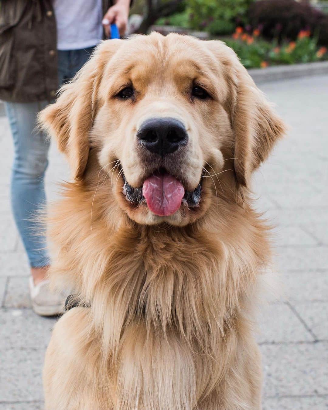 The Dogistさんのインスタグラム写真 - (The DogistInstagram)「Marley, Golden Retriever (1 y/o), Pier 63, New York, NY “He’s finally grown into his head. It was disproportionately large for his body for a while.” @marleyandmeinnyc」5月8日 7時21分 - thedogist