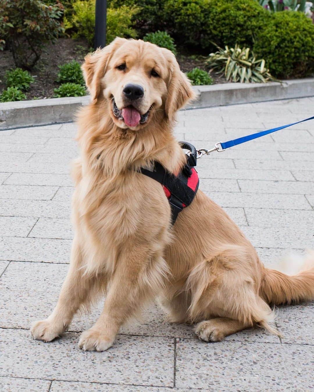 The Dogistさんのインスタグラム写真 - (The DogistInstagram)「Marley, Golden Retriever (1 y/o), Pier 63, New York, NY “He’s finally grown into his head. It was disproportionately large for his body for a while.” @marleyandmeinnyc」5月8日 7時21分 - thedogist