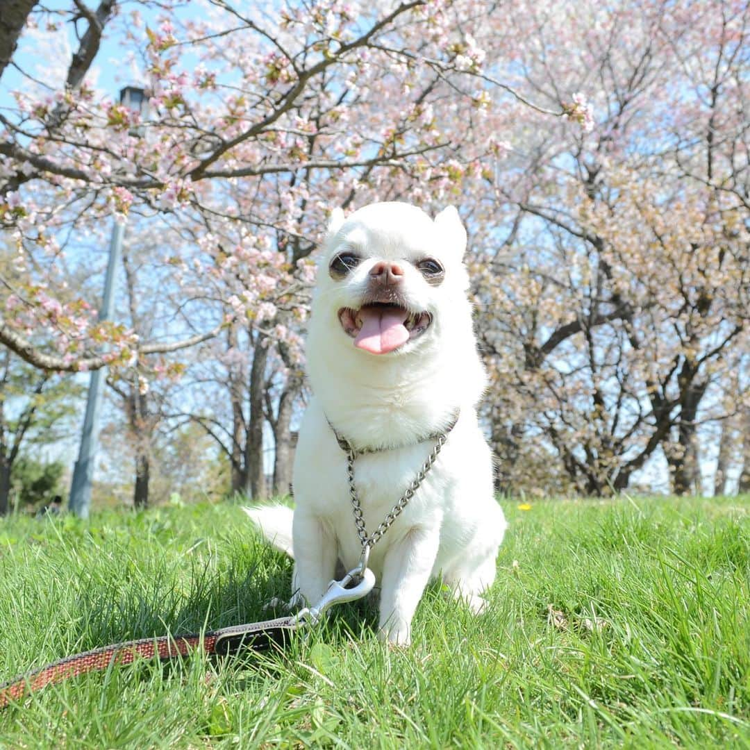 KORIKIさんのインスタグラム写真 - (KORIKIInstagram)「おはようございます♪ * * #GWの写真 #dogofsapporo #dog, #dogs, #dogstagram,#chihuahua,#犬バカ部,#チワワ,#koriki, #hanadog #白スムチ連合会, #スムチー,  #dogofthedayjp, #dogoftheday  #ilovemydog #instadog #instapet #WhiteChihuahua  #吉娃娃 #치와와  #dogsofinstagram #Chihuahualover  #チワワの輪 #barkbox #WhiteChihuahuaParty #もふもふモフモフ」5月8日 7時34分 - koriki_dog