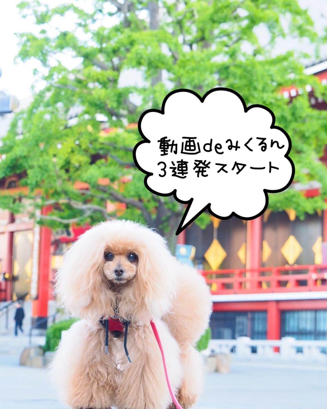 Toypoodle Mikuru?Asakusa Tokyoのインスタグラム：「20190508 Wednesday. Good morning! Friends 💕 . 肌寒いけど良いお天気😆 . ❶ 動画deみくるん3連発🤩swipe⬅︎ ❷ スタスタみくるんは急停止 ❸ ペコママダッシュ💨 ❹ 呼ばれると振り向くよ . 毎日元気でお散歩できるのが幸せなんだよ🥰 . #体力体重増量期間 #ナマニク いつもより多目 #それでもおかわり欲しがるみくるん」