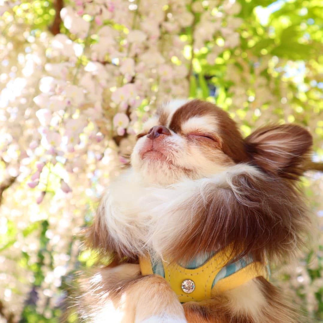 kayoのインスタグラム：「* * 白い藤もキレイ😆✨ * * Lychee💗 * * #奈良 #萬葉植物園 #藤 * #chihuahua#chihuahualove#dogstgram#dog#instadog#チワワ#チワワ大好き * *」