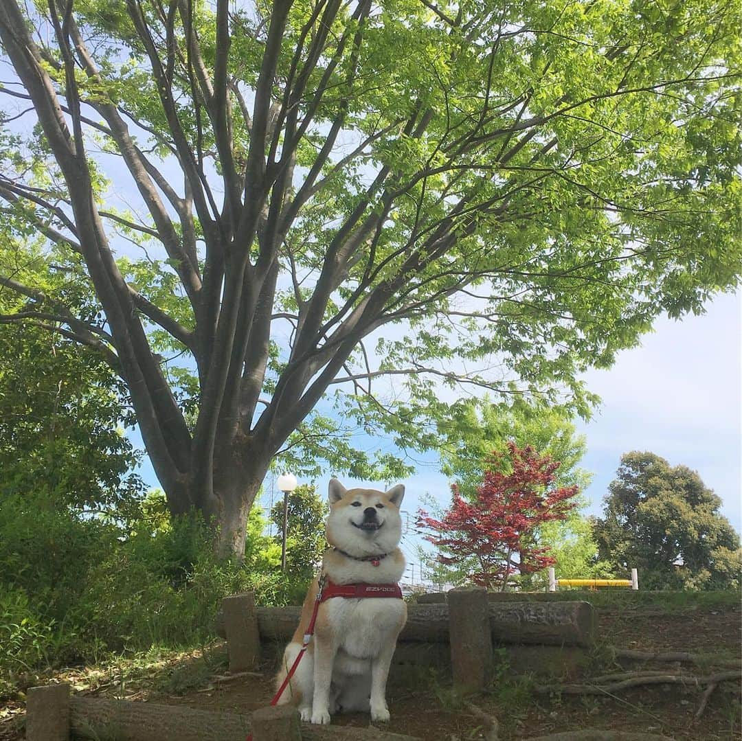 てんパパさんのインスタグラム写真 - (てんパパInstagram)「朝の光で緑が鮮やかに輝いてる。 #ハニワ公園」5月8日 7時58分 - tenchan.shiba