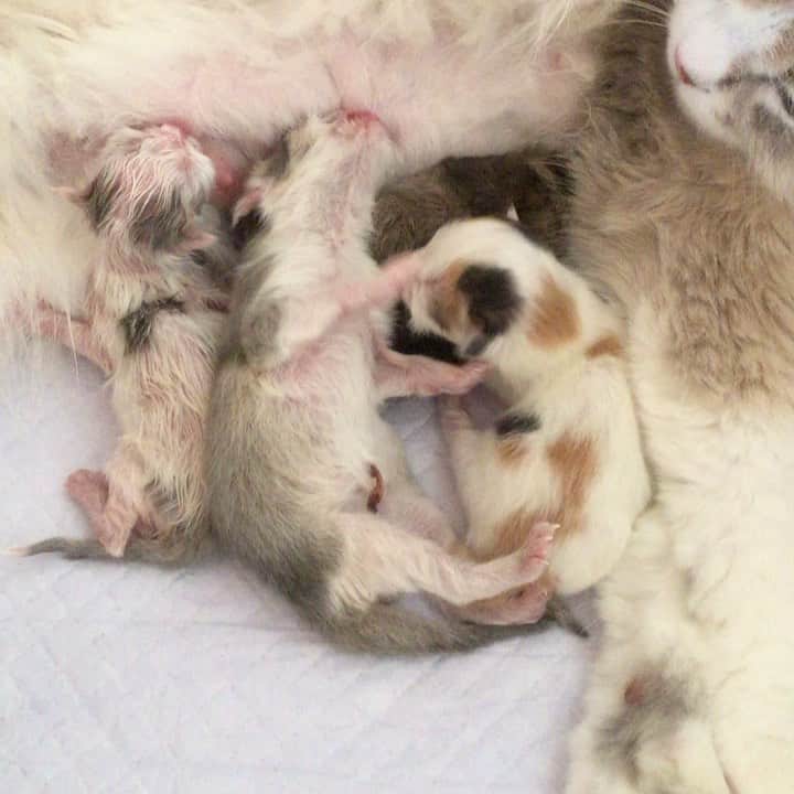 のインスタグラム：「🌞Pino's baby ・ ・ 2019/02/22 ・ みんなより4時間後に生まれた 次男くん(左) 小さくて心配だらけでしたが〜何と！ 1番大きく育ち無事巣立って行きました😊・ ・ 当たり前の事なんですが〜 目が見えなくても生まれて直ぐに オッパイを探します🍼🍼🍼・ ・ 1番最初に生まれた長女ちゃん(左から2番目) オッパイの飲み方は既に習得済み💮です。 ・ ・ #元気でね #幸せにね  #またたび猫ハウス #猫ブリーダー #cats_of_instagram #animalsco #animaladdicts #cutepetclub #catsofinstagram #animalsvideos #fluffypack #TheDailykitten #catloversclub #cat_of_world #animalsshot #bestmeow #pleasantcats #catsofday #bestcats_oftheworld #cats_of_instworld #catsofworld #catsloversworld #cat_features #babypet_videos #weeklyfluff #9gag」