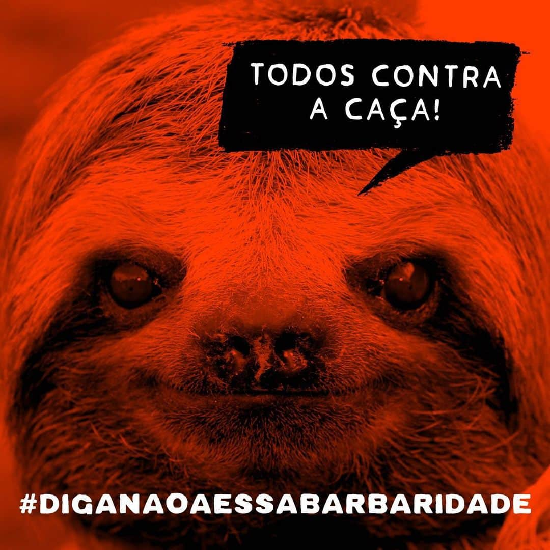 Thaila Ayalaさんのインスタグラム写真 - (Thaila AyalaInstagram)「Que tristeza Deus. Isso não pode acontecer!  #repost @342Amazonia Urgente!! Bolsonaro assinou hoje o Decreto que facilita a vida dos caçadores e vai permitir o assassinato de milhares de animais. A falta de transparência deixa a situação aida mais assustadora. O desgoverno omitiu o conteúdo do decreto e informou que apenas amanhã o texto  será publicado no Diário Oficial. #Diganãoaessabarbaridade #343Amazonia #342Amazônia #todoscontracaça」5月8日 8時07分 - thailaayala