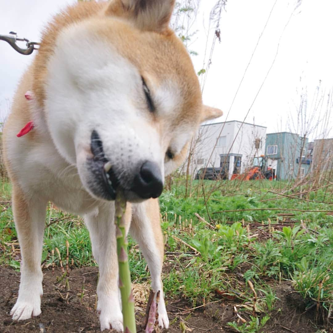 柴犬⭐️サスケさんのインスタグラム写真 - (柴犬⭐️サスケInstagram)「おはわん #朝ん歩 #柴犬#赤柴#茶助#アスパラ#犬ら部 #ふわもこ部 #わんだフォ #🐶📷 #いやいやさん集合 #いやいや」5月8日 8時31分 - shiba20150405