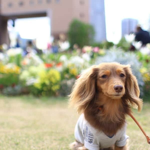 くるみんのインスタグラム：「* 4月28日、お友達とお出かけした みなとみらいで  #カニンヘンダックスフント #カニンヘンダックス #カニンヘン #カニンヘンダックスフンド #チョコタンダックス #チョコタン #ダックス多頭飼い #ダックスフント #ダックス #ダックスフンド #横浜 #みなとみらい #新港中央広場 #ナビオス横浜 #わんこなしでは生きていけません会 #ワンコなしでは生きて行けません会 #いぬばか部 #いぬすたぐらむ #短足部 #dachshund #dogstagram #east_dog_japan #instagramdog #instadachs #inutokyo #kyounodachs #kyounowanko #todayswanko #7pets_1day #canon」