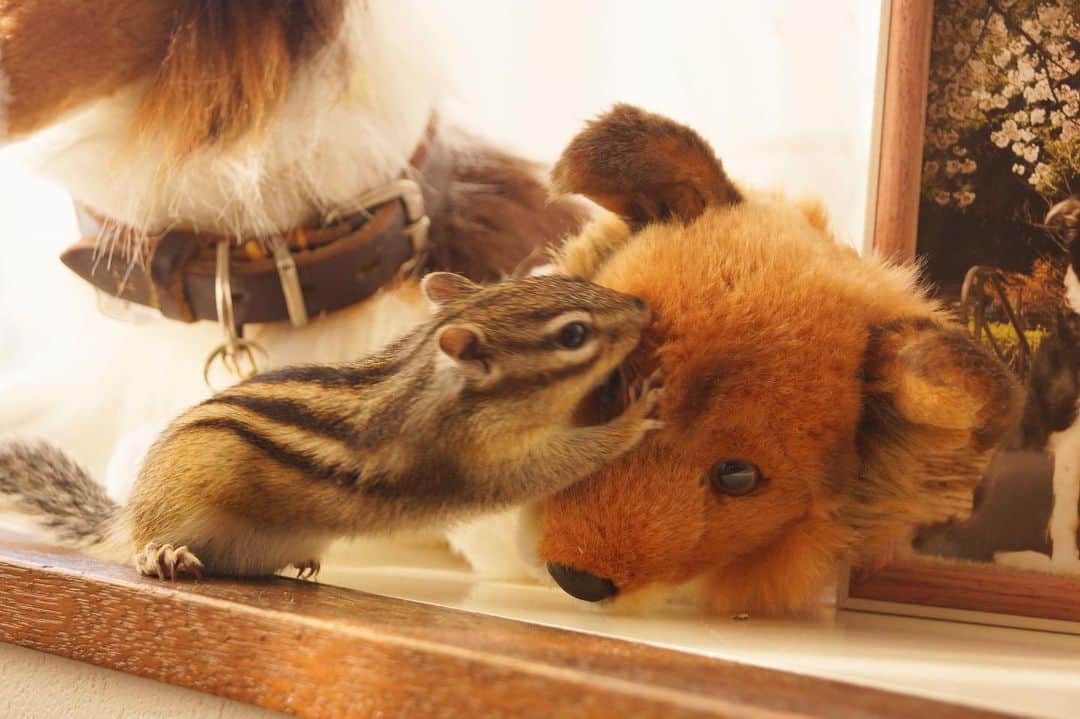 ビッケ & トッドのインスタグラム