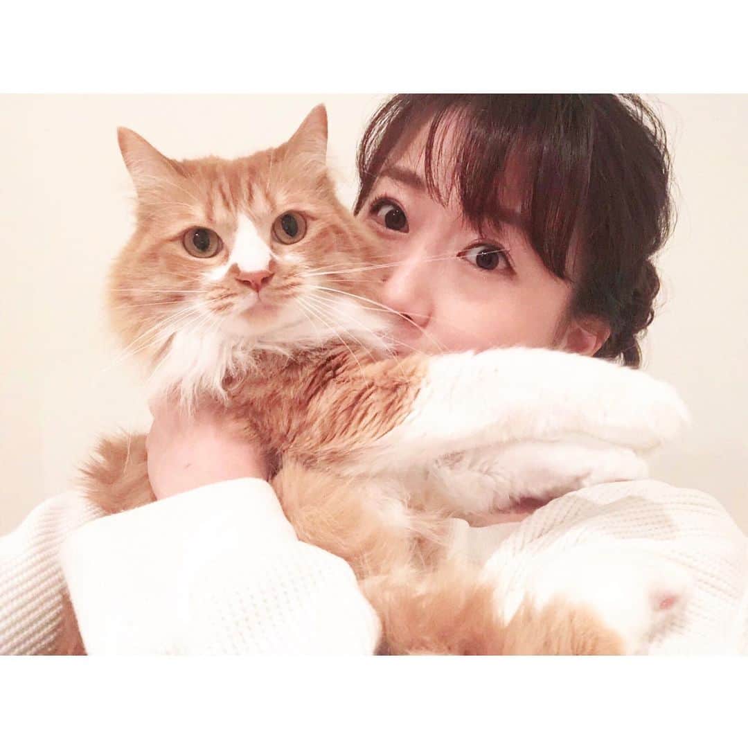 のインスタグラム：「#おはよーちゃん ⁑ #うちの虎太郎くん #虎太郎 #ねこ #3歳 #ミックス猫 #スコティッシュミックス #スコティッシュ #茶白猫 #ねこ部 #ねこ写真 #ねこすたぐらむ  #猫 #catstagram #cat #catlover #고양이 #instacat  #まりなる #津田麻莉奈」