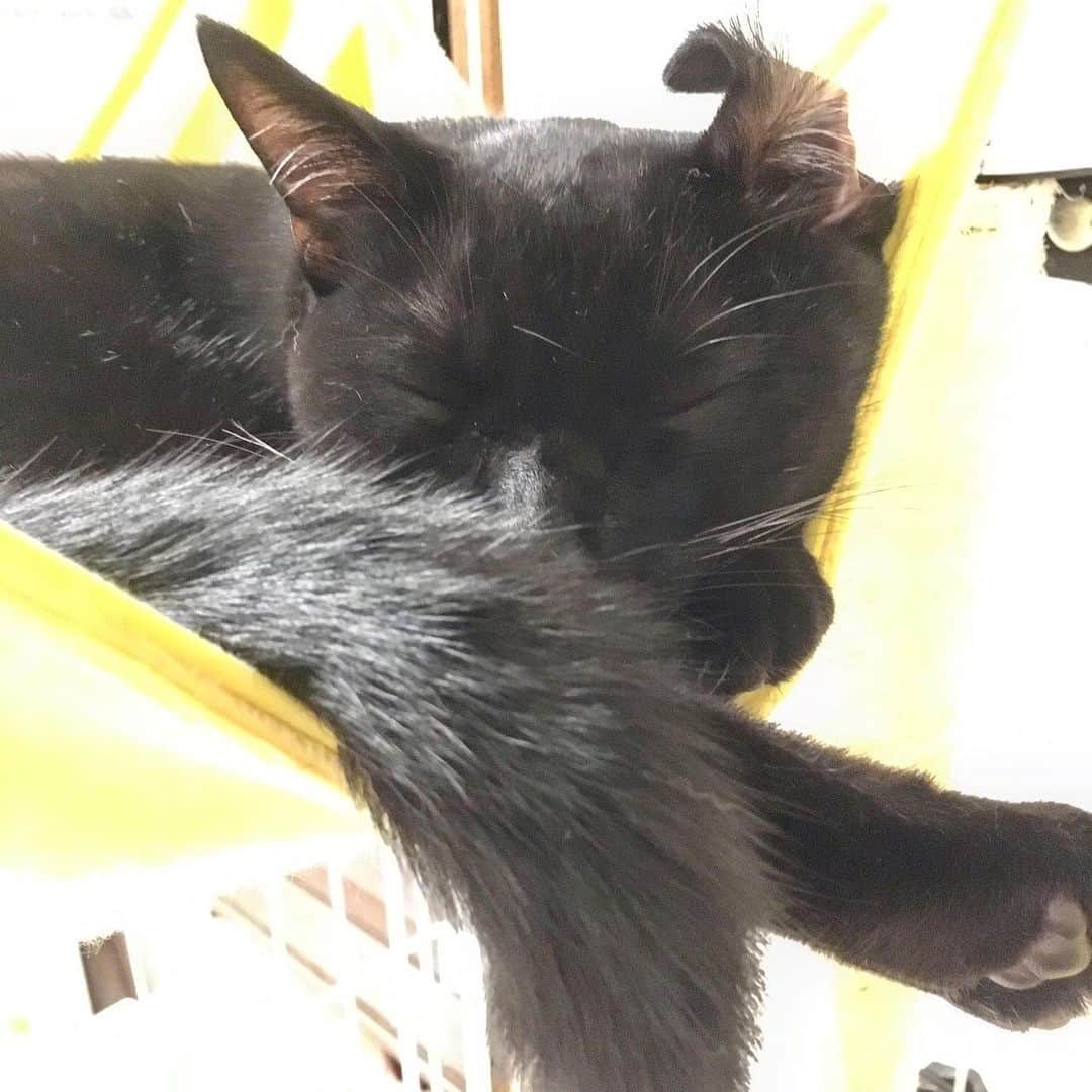 しおやてるこさんのインスタグラム写真 - (しおやてるこInstagram)「おはようくろすけ。朝食後の休憩中。寝相のせいで耳がめくれたりしてます #黒猫 #blackcat #cat」5月8日 9時01分 - shiochin1129
