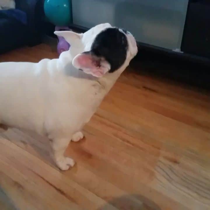 Manny The Frenchieのインスタグラム：「I don't understand why no one ever cares that there's dogs INSIDE the tv!! GUYS?!! Am I the only one that sees them?! 🤔🗣🐶📺」