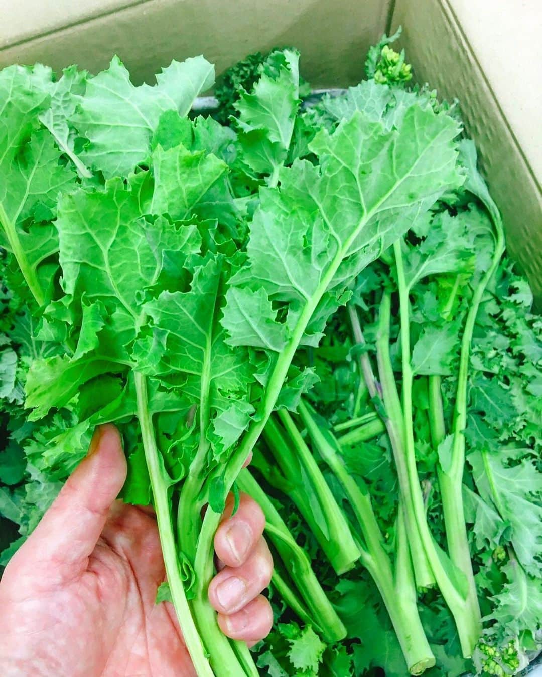 のインスタグラム：「. ちりめん茎立巻の素材 . 味は菜の花に似ていてほんのり甘く、 えぐ味はほとんどありません。 期間限定のレアなお野菜なので是非ご賞味ください！ . 詳細はこちら⇒(@kushitarou_official) . #新宿  #まき串  #新宿 #生ビール超達人店 #ちりめん茎立巻 #新宿グルメ串焼き串タロー」