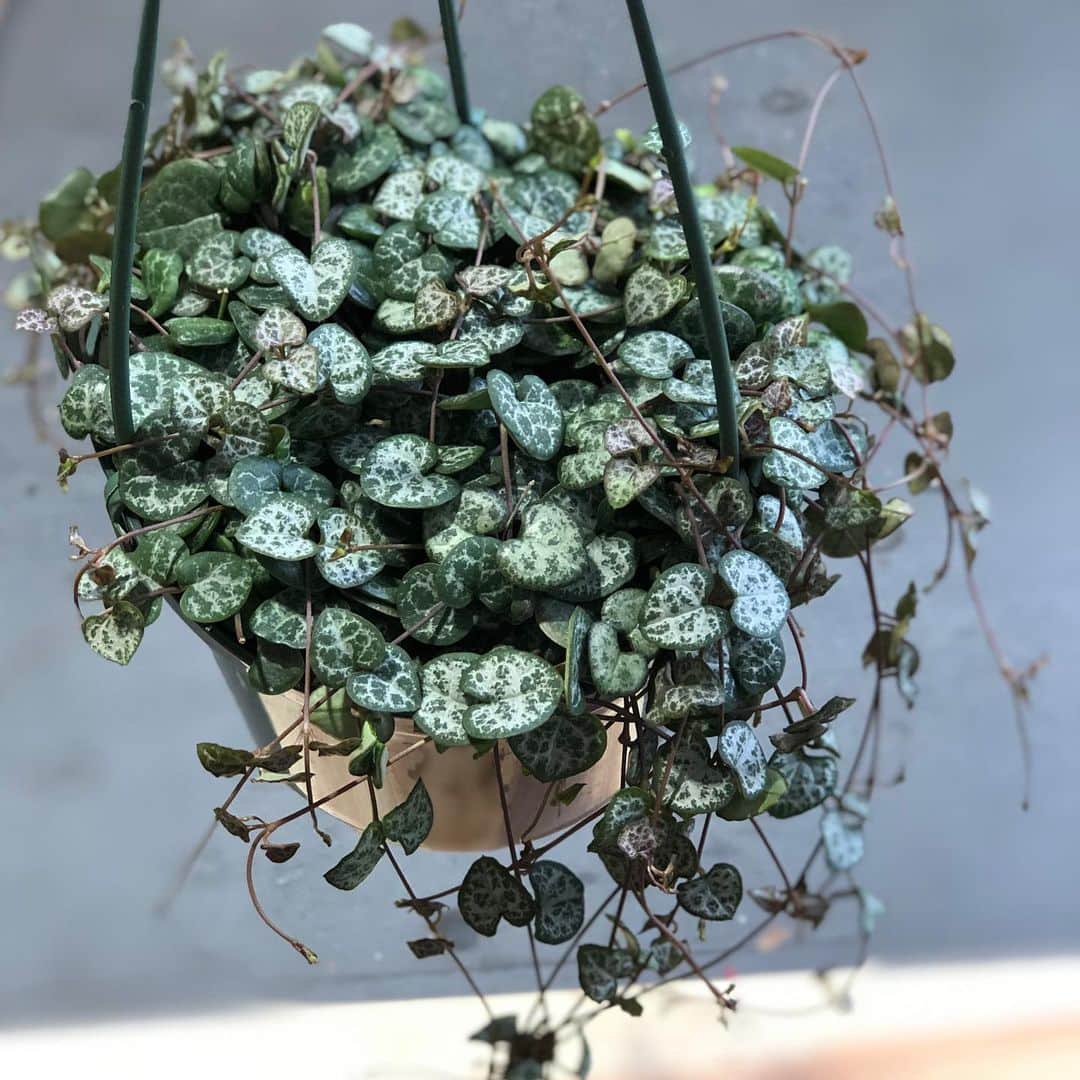 The Louunさんのインスタグラム写真 - (The LouunInstagram)「6” pot full #stringofhearts #succulents are available now!!!! Check out our online store😊」5月8日 9時43分 - shoplouun
