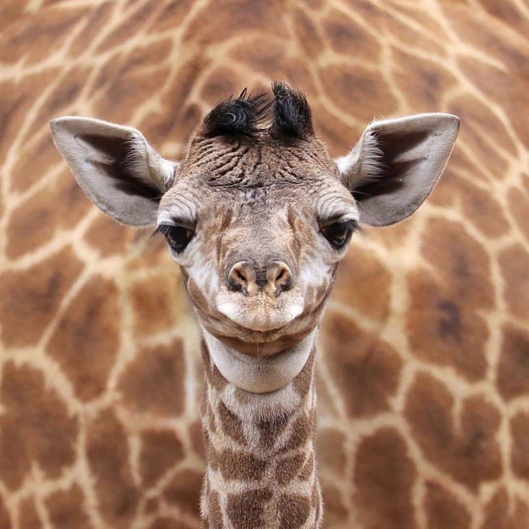 San Diego Zooさんのインスタグラム写真 - (San Diego ZooInstagram)「This tiny tower has officially joined the rest of our giraffe herd. 🦒 #girafficnews #sandiegozoo #babyanimals 📷 Liz Sauer」5月8日 9時59分 - sandiegozoo
