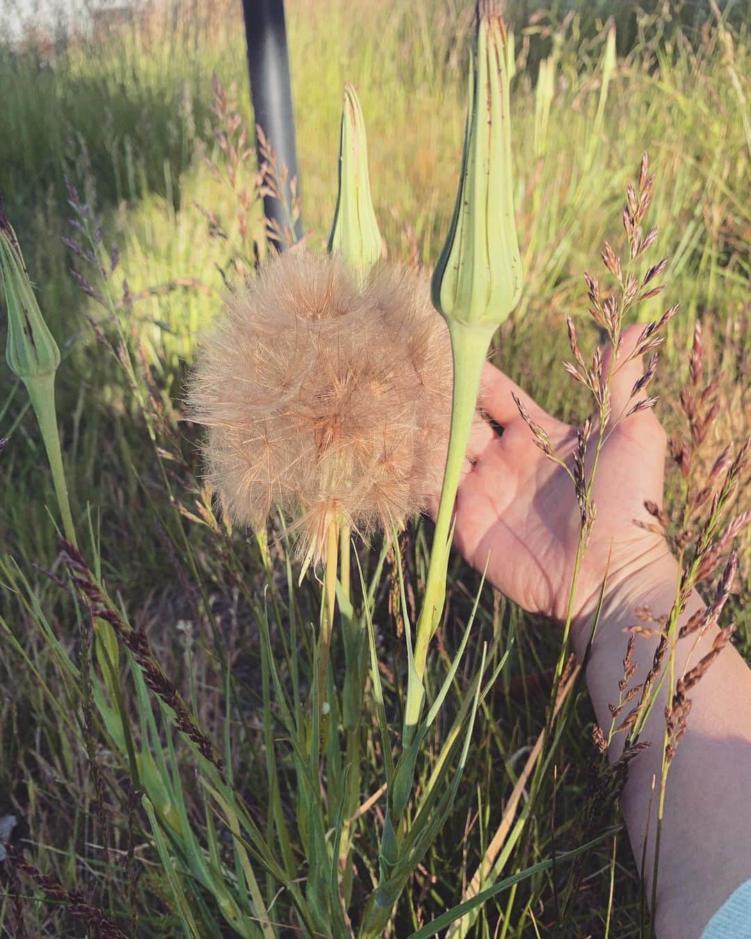 OLIVIAのインスタグラム：「Wow, check out this giant dandelion puff!!! 😍🌿💚🌱🍀🦋🌈 Edited: It’s called #yellowsalsify or #tragopogondubius」