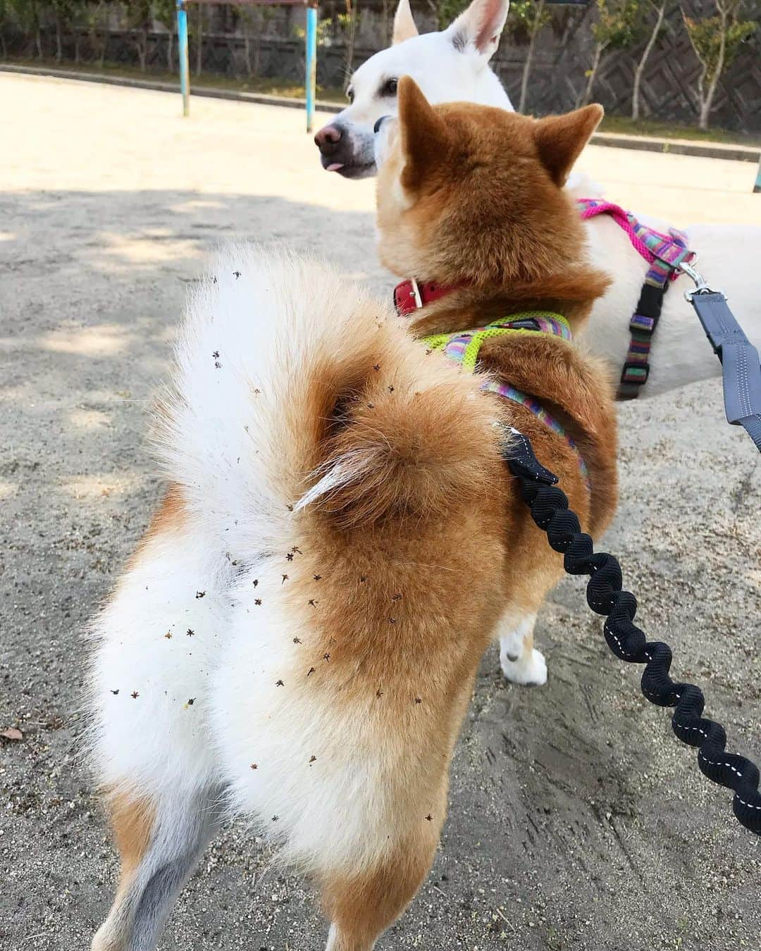 柴犬ハル&保護犬すずのインスタグラム