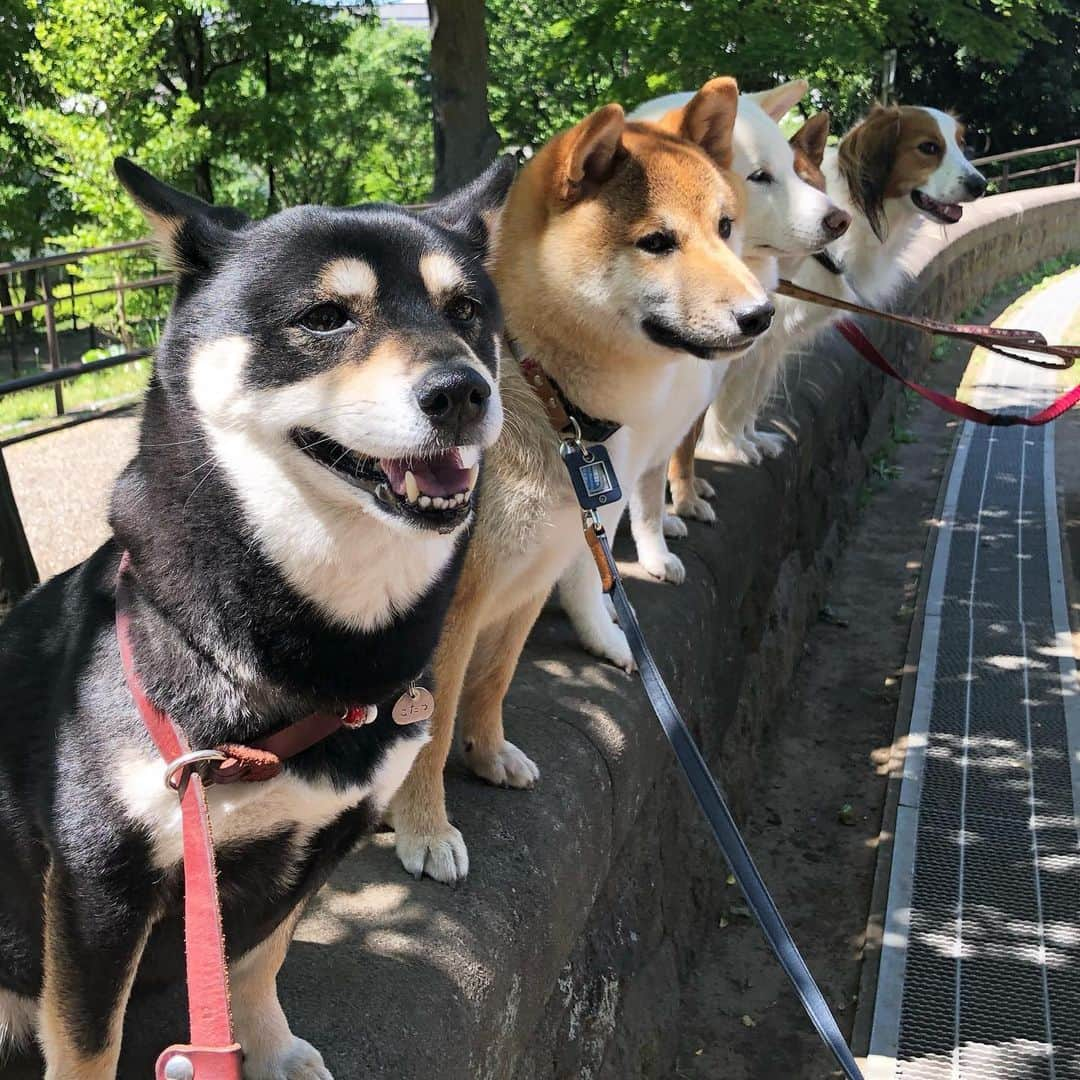 vo_coさんのインスタグラム写真 - (vo_coInstagram)「🐾 暑くて口が開いちゃってるけど、飼い主は都合よく「今日はニコニコしてるね！」とか言っちゃうの、柴犬あるあるよね〜 * #非常勤柴こたつ #shibastagram #instashiba #shiba #shibainu #黒柴 #柴犬」5月8日 11時17分 - vo_co