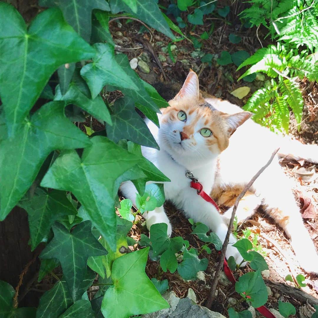 山田稔明さんのインスタグラム写真 - (山田稔明Instagram)「木漏れ日のミー（可愛い顔してるけど虫を見つけて捕まえて食べたいと思っているとこ）。 #ポチ実 #三毛猫」5月8日 11時18分 - toshiakiyamada