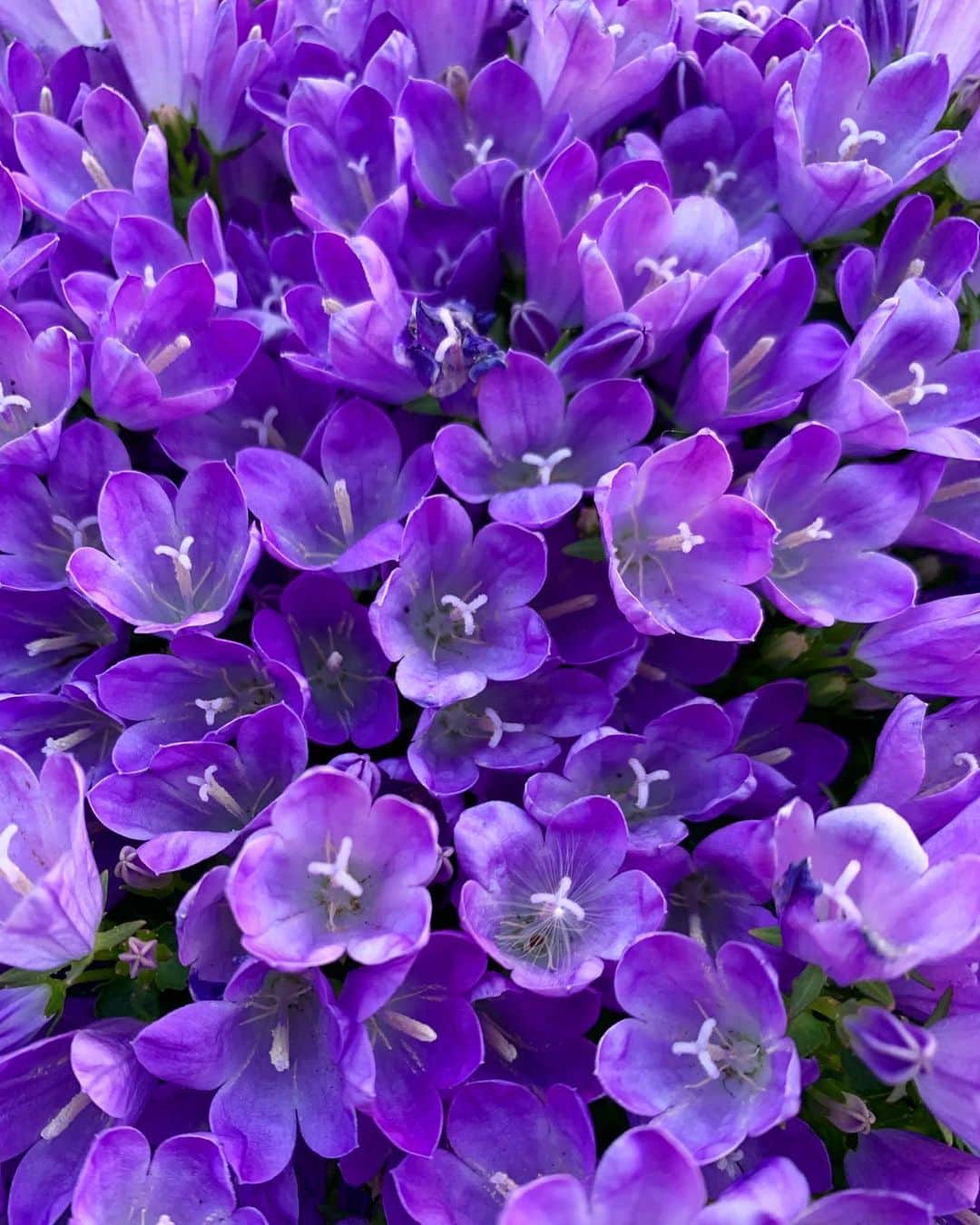 のインスタグラム：「この花は何かしら？✨ . . ご近所さんの庭先のプランターで綺麗に咲いていました！ . . . . #綺麗なお花 #beautifulflowers」