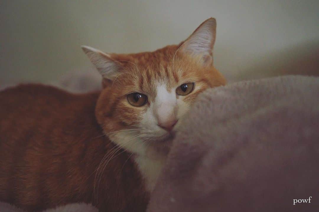 anemone_69のインスタグラム：「. . . #ハカセとキョウジュ #茶トラ白 #茶白 #cat #猫 #保護猫 . . .」