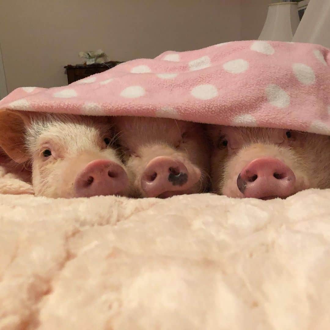 Priscilla and Poppletonさんのインスタグラム写真 - (Priscilla and PoppletonInstagram)「Good Morning Instagram! It’s time to play “Name that Snout.” From left to right...Ready, Go!🐽🐽🐽#humpdayvibes #pigsinablanket #namethatsnout #PrissyandPop」5月8日 20時57分 - prissy_pig