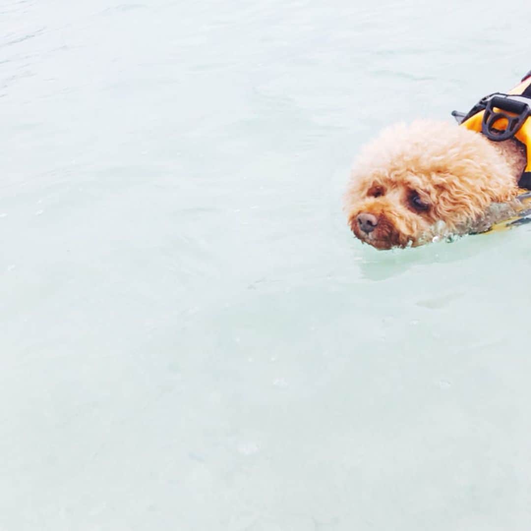 keikobun34さんのインスタグラム写真 - (keikobun34Instagram)「・ @leibun53  沖縄 ・ レイの泳ぐ姿が可愛すぎて♥︎♥︎♥︎ ・ 🙏親バカすみません🙏 ・ #JAL#jalわんわんjet  #沖縄#チャーター便 #愛犬#愛犬と旅行  #犬と海#海#オクマビーチ  #トイプードル#toypoodle #プードル#poodle#犬#dog#kaumo_pet#dogstagram#poodle_feature #instadog#toypoodlegram#welovetoypoodle #picsofdogmodels#poodlesofinstagram #poodles #poodlelove#dogsofinstagram #doglover  #dogoftheday」5月8日 21時02分 - keikobun34