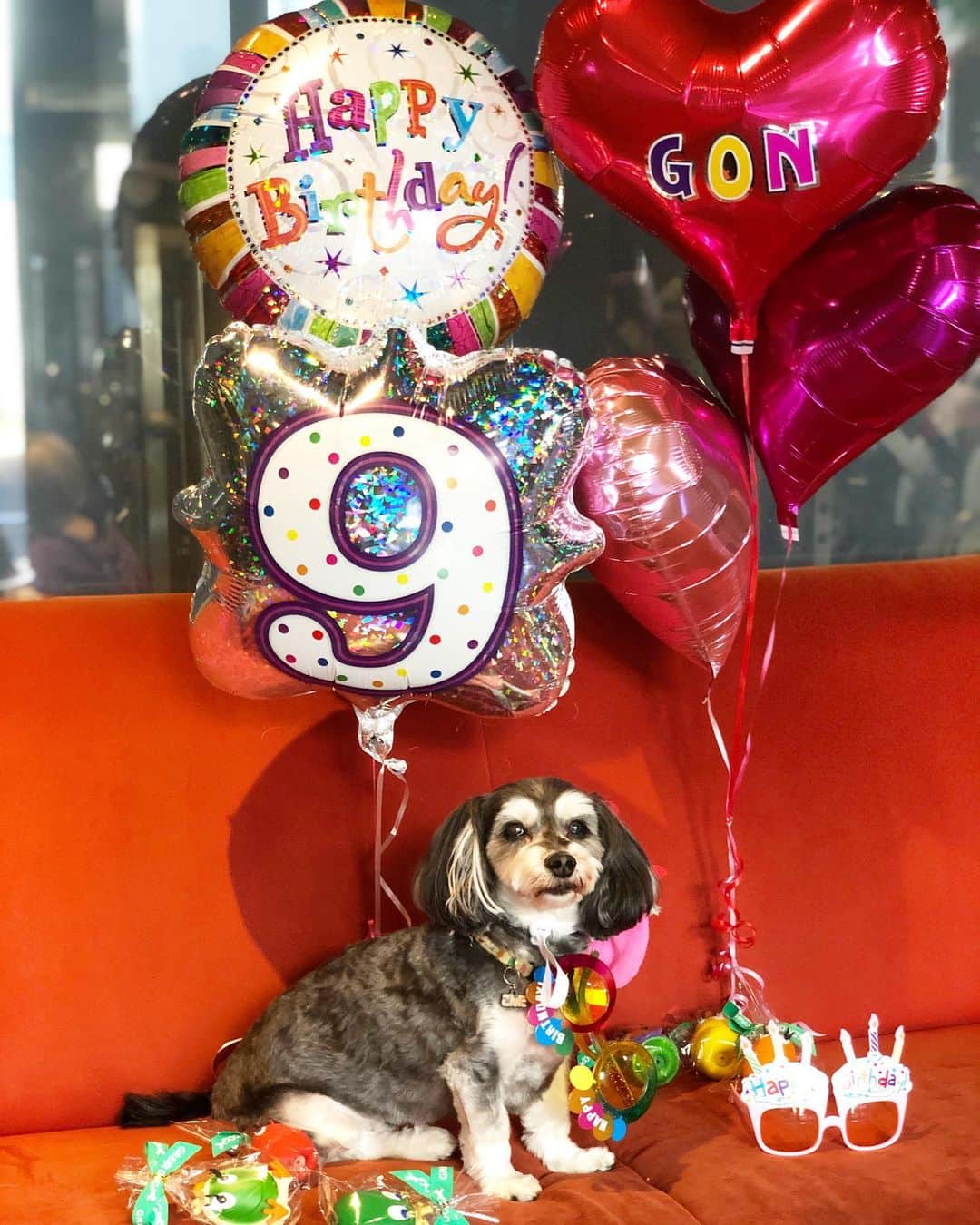角田聖奈さんのインスタグラム写真 - (角田聖奈Instagram)「HAPPY BIRTHDAY @gontainukai 🎂💖🥳💝🎉🎉 ごんちゃんが今日で9歳になりました❣️ いつまでも元気でいてね✨ ごんちゃん、大好きだよ🥰❤️ #0508 #happybirthday #birthdayboy #mylove #ogrtokyo #オレンジジム #六本木 #麻布十番 #犬 #いぬすたぐらむ #バースデー #9歳 #お誕生日 #🎂」5月8日 21時23分 - seina1105