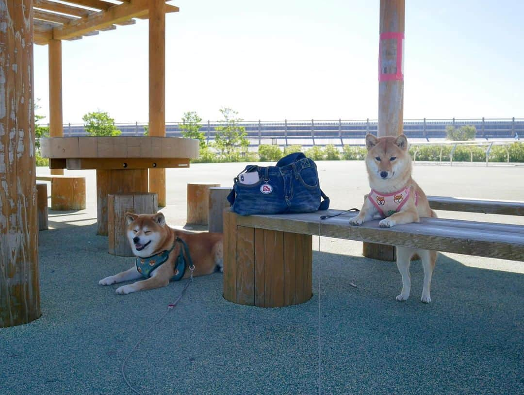 shibainu berryさんのインスタグラム写真 - (shibainu berryInstagram)「This morning's walk☀️ break now🐻🦊 今朝のお散歩休憩中〜 昨日わざわざばあばが「明日の朝寒いよ」と電話くれたからそれを信じて早起きやめたら暑いし‼️😵 (最近暑いから6時〜散歩)騙されたー😑 おやじ暑くて途中で日影で休憩💨 むくみん変な格好で休憩〜 車でもほぼこの体勢😂 むくみ的にはしんどくないらしい😂 #❤️迷子犬の掲示板応援団 @maigo_dog  #❤️迷子犬の掲示板四国応援 @maigo_dog_shikoku #めざせ迷子犬ゼロ👌 #柴犬 #べりやん #べりむく #多頭飼い #berry #shiba #shibainu  #shibainumania #shibastagram #instashiba #ぷにっと部 #口角キュキュッと部  #チーム俺様 →部員絶賛募集中 #shiba_snap #proudshibas #west_dog_japan #サンデイ #instagramjapan #ふわもこ部 #pecoいぬ部 #pecotv #buzzfeedanimals #dogsofinstagram #dogsofinstaworld #dogs_of_instagram #9gag」5月8日 21時20分 - shibainu.berry