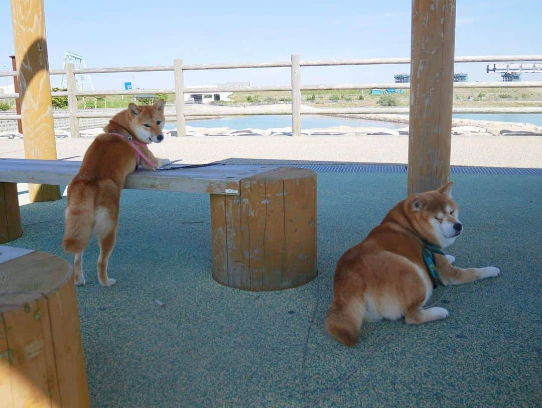 shibainu berryさんのインスタグラム写真 - (shibainu berryInstagram)「This morning's walk☀️ break now🐻🦊 今朝のお散歩休憩中〜 昨日わざわざばあばが「明日の朝寒いよ」と電話くれたからそれを信じて早起きやめたら暑いし‼️😵 (最近暑いから6時〜散歩)騙されたー😑 おやじ暑くて途中で日影で休憩💨 むくみん変な格好で休憩〜 車でもほぼこの体勢😂 むくみ的にはしんどくないらしい😂 #❤️迷子犬の掲示板応援団 @maigo_dog  #❤️迷子犬の掲示板四国応援 @maigo_dog_shikoku #めざせ迷子犬ゼロ👌 #柴犬 #べりやん #べりむく #多頭飼い #berry #shiba #shibainu  #shibainumania #shibastagram #instashiba #ぷにっと部 #口角キュキュッと部  #チーム俺様 →部員絶賛募集中 #shiba_snap #proudshibas #west_dog_japan #サンデイ #instagramjapan #ふわもこ部 #pecoいぬ部 #pecotv #buzzfeedanimals #dogsofinstagram #dogsofinstaworld #dogs_of_instagram #9gag」5月8日 21時20分 - shibainu.berry