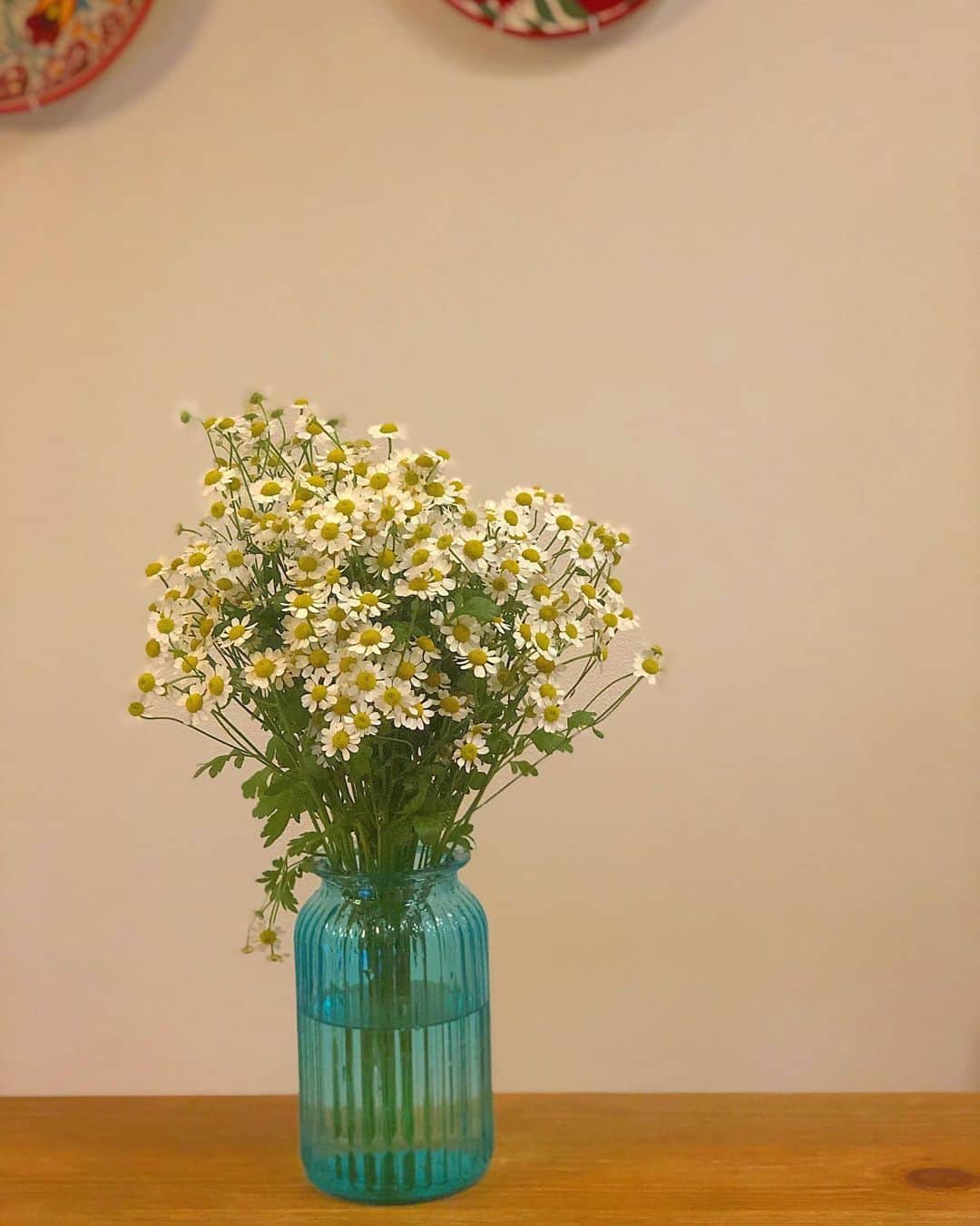 平田薫さんのインスタグラム写真 - (平田薫Instagram)「久しぶりに。 カモミールにそっくりなマトリカリア。  白と黄色のコントラストって可愛い。  #マトリカリア#お花のある暮らし #花言葉#鎮静#集う喜び#薬草 #Flower」5月8日 21時31分 - hiratakaoru1215