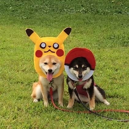 豆柴なつ&ふゆのインスタグラム