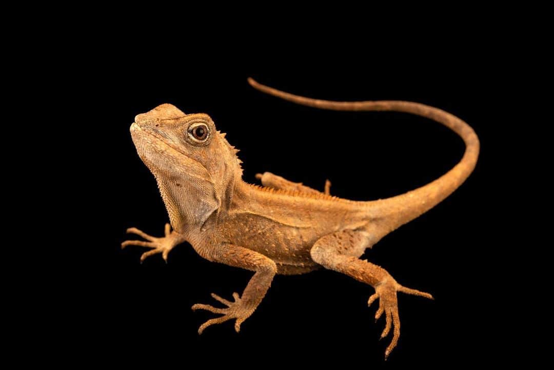 Joel Sartoreさんのインスタグラム写真 - (Joel SartoreInstagram)「A master of camouflage, the southern angle-headed dragon blends in among the thick vegetation that grows within Australia’s rain forests. Primarily arboreal, this species is cryptic and slow moving, often sitting motionless for hours on a branch or sapling trunk. On the off chance the dragon is detected, it will discretely slide around to the other side of its perch until it is out of view. Climate change is one of the greatest threats to Australia’s rain forests, where this clever creature resides. Do your part to slow climate change by reducing your transportation emissions! Taking public transit, riding a bike, or carpooling are all great, wildlife-friendly options. Photo taken at Lilydale High School in Australia. #dragon #australia #rainforest #climagechange #stealthy #greentransportation #photoark #savetogether」5月8日 21時26分 - joelsartore