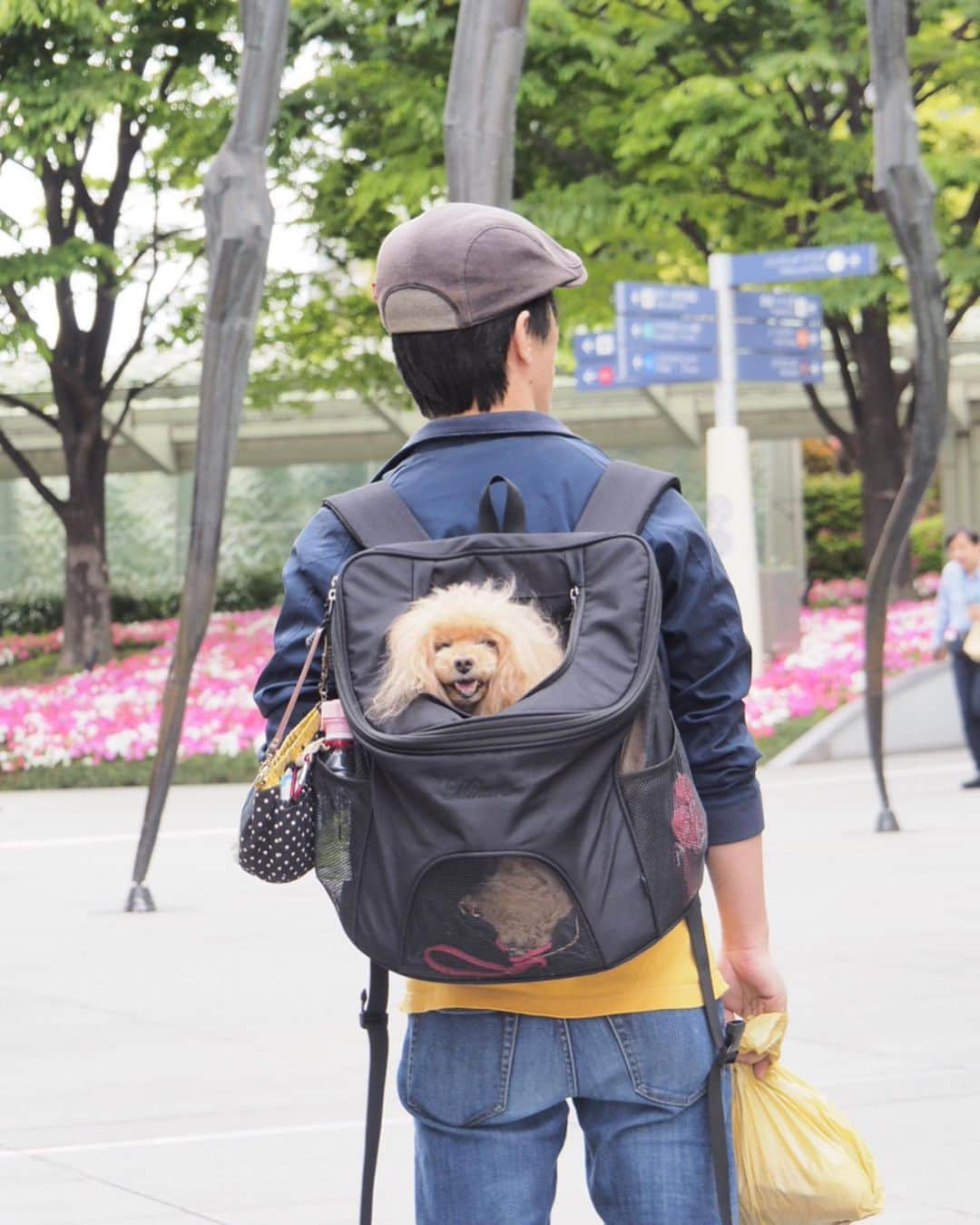 Toypoodle Mikuru?Asakusa Tokyoのインスタグラム：「ワンコリュック de みくるん😄 In Roppongi. . ワンコが苦手なパパだって大丈夫✨ 抱っこは無理だけど、リュックでおんぶならパパでも平気なんですよ😆 . ✅名前も入れてもらえちゃうリュック。 @winsun.japan ➡︎ http://winsun.jp/?IG=purapura299 . ✅クーポンコードで10%off になっちゃいます♥️ クーポンコード➡︎purapura299﻿ . これからの季節のお出かけに大活躍ですよ⭐️ . #winsun #ウインサン #リュックタイプペットキャリー #ペットキャリー #ペットキャリーリュック」